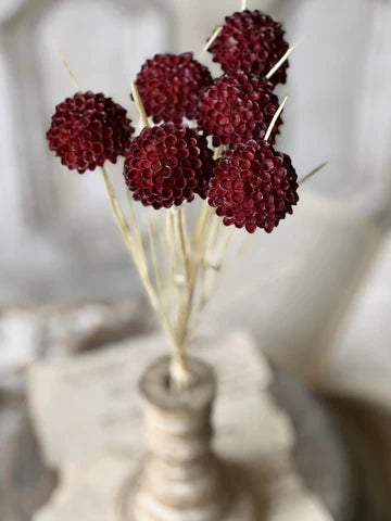 Lollipop Dahlia
