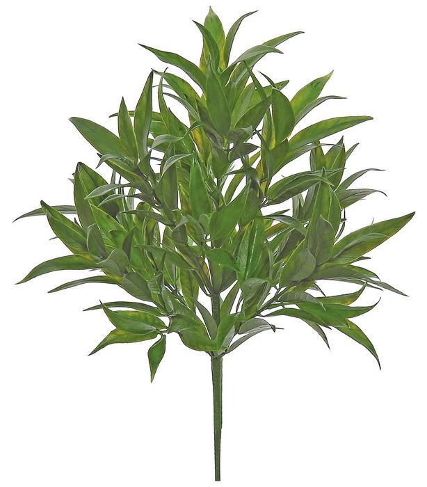 Bay Leaf Bush