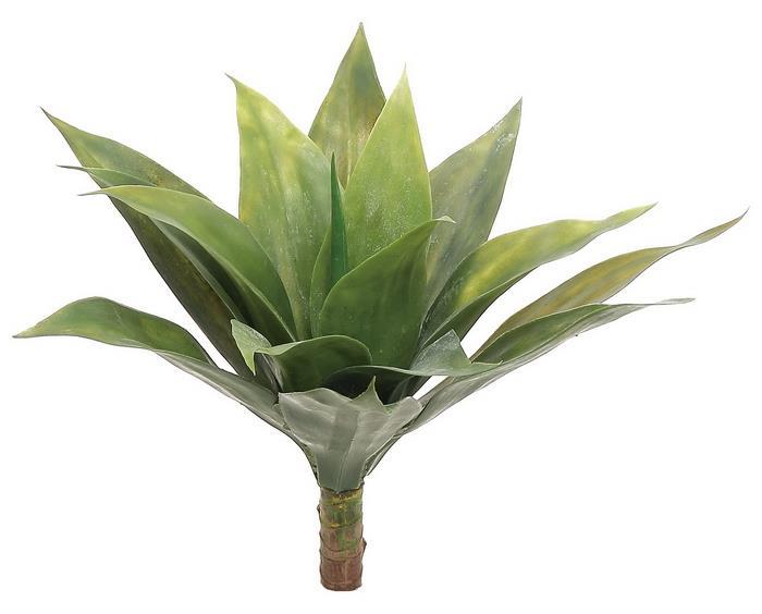 Agave Plant x15 16" Green