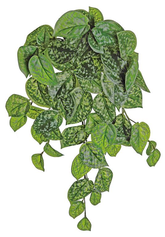 Ghost Leaf Bush/Vine x8 20"