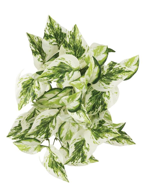 SNOW QUEEN POTHOS BUSH, 10", VARIEGATED
