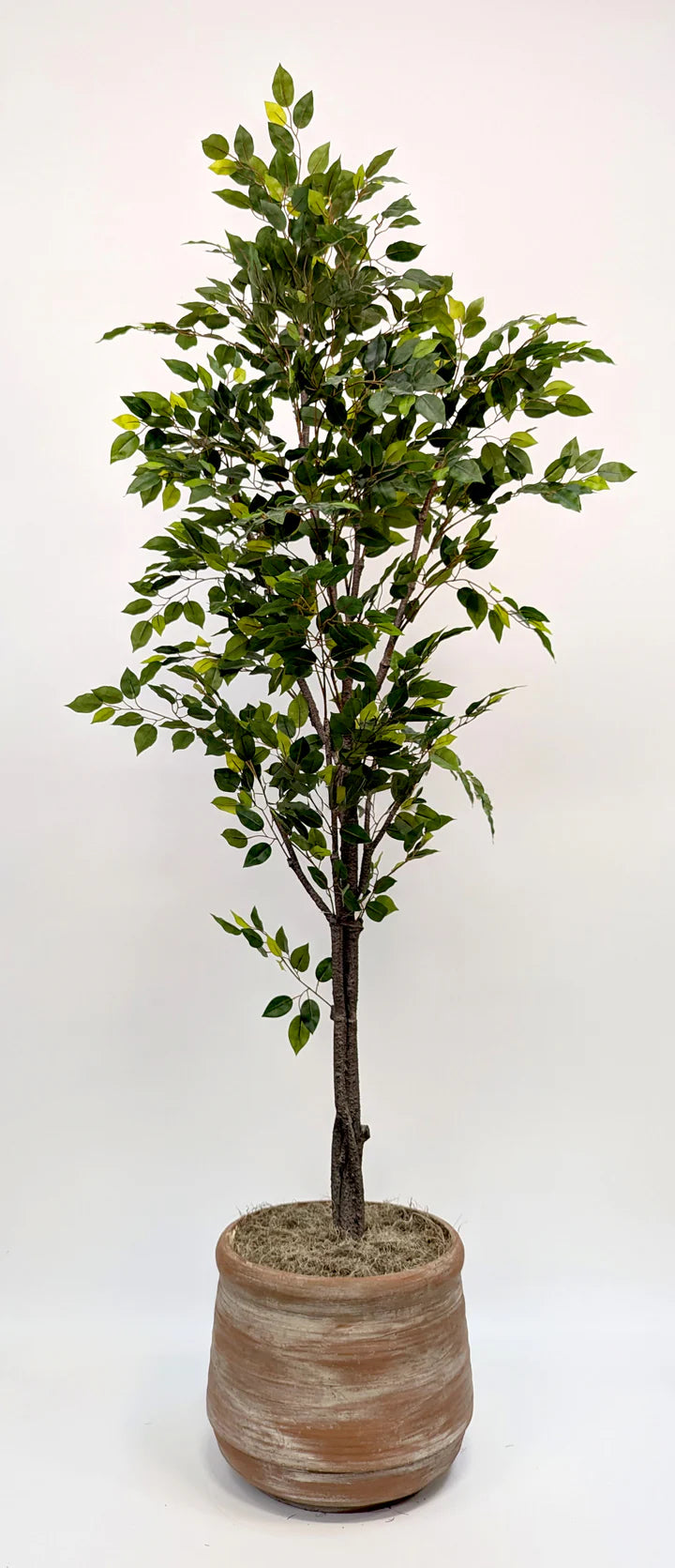 Ficus Tree