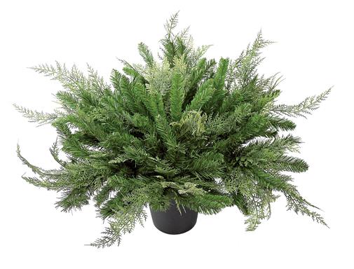 Nursery Fraser Fir Urn Planter