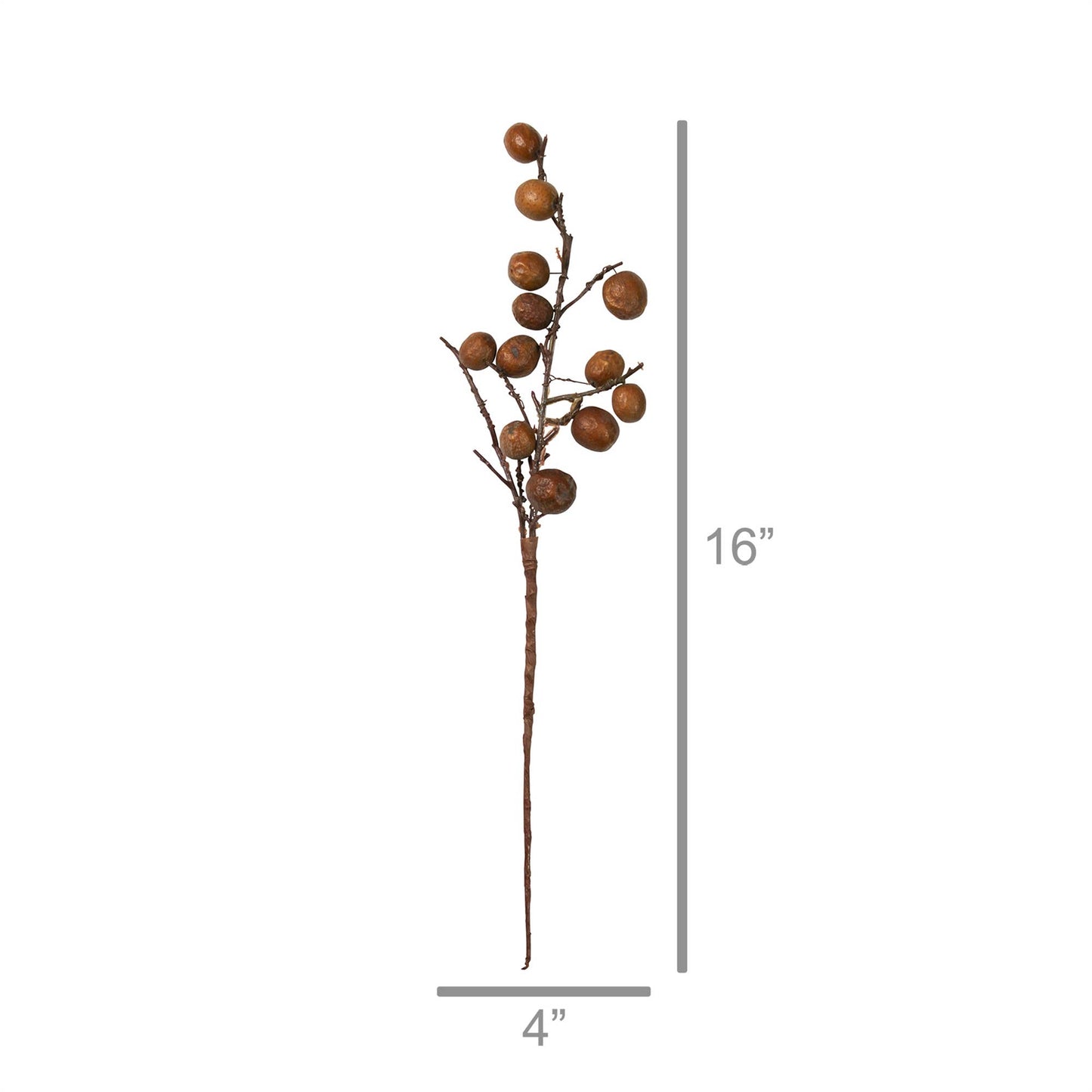 Botanical Stem - Chinaberry