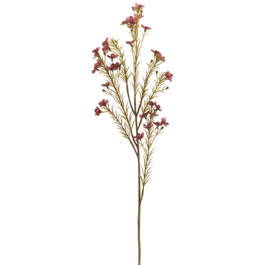 Waxflower Spray