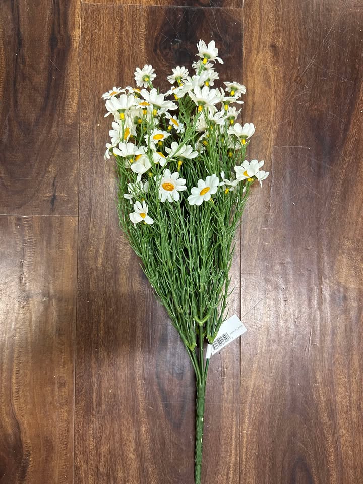 Cream Daisy Bush