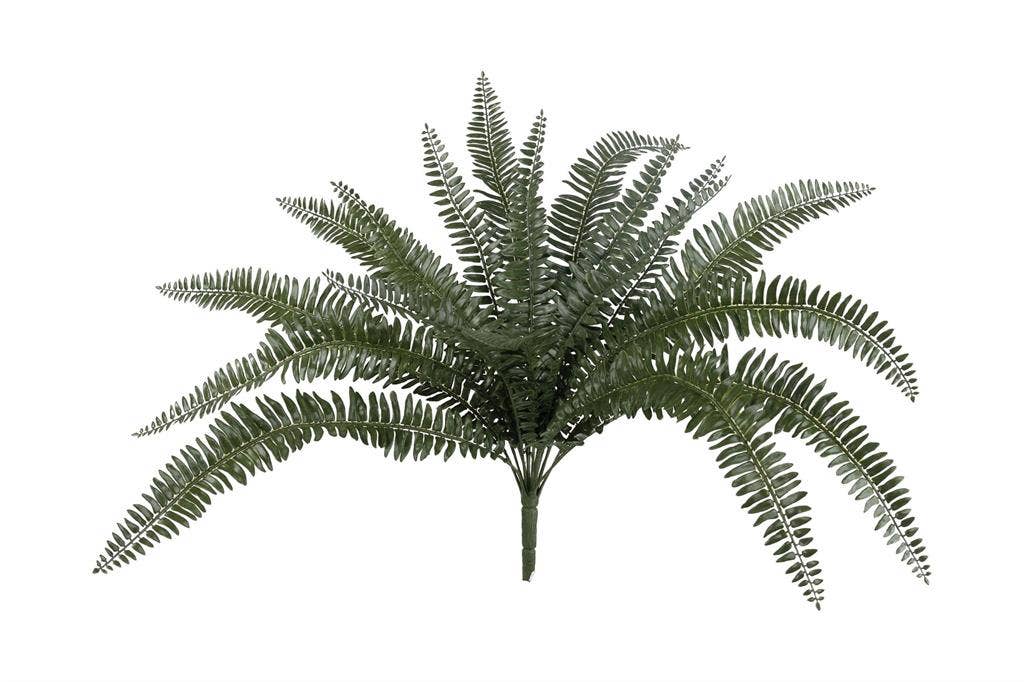 Boston Fern Bush, #FL6956/M-G