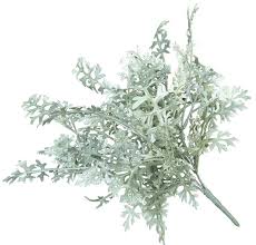 9.5" Dusty Miller Bush Gr/GY