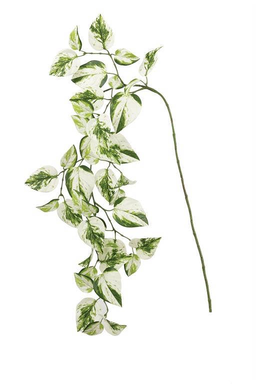 snow pothos plant Snow Queen Pothos Vine 50" Variegated – Details