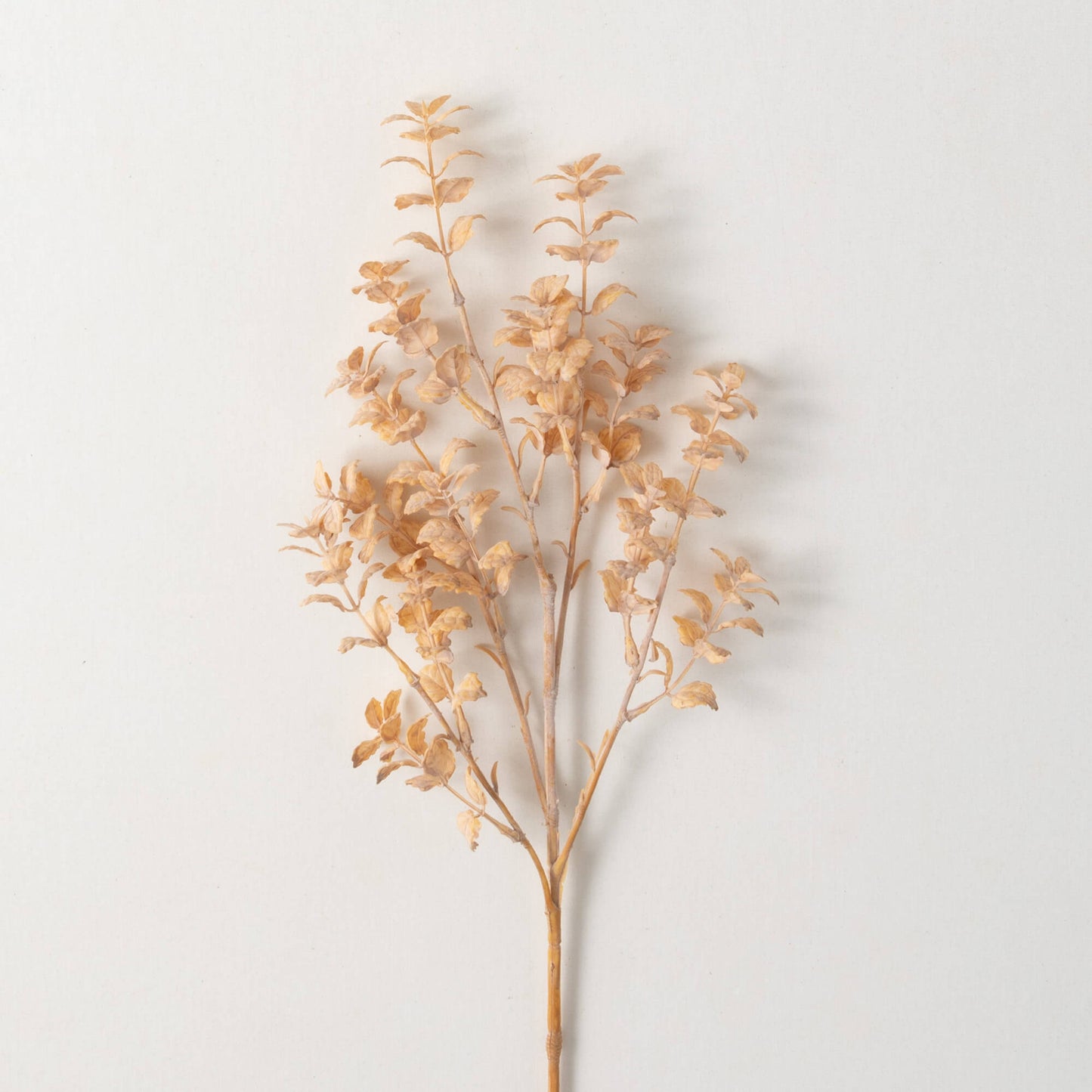 TAN FITTONIA SPRING SPRAY