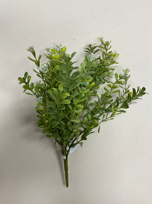 Seeding Boxwood Bush