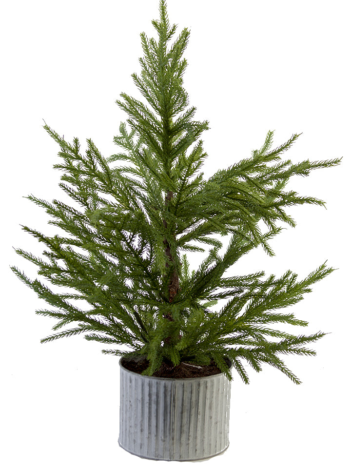 Fir Pine Tree Green