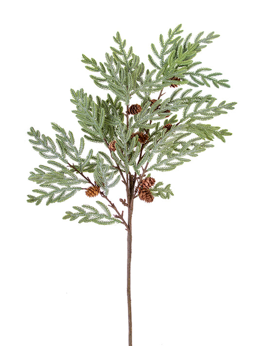 Bald cypress Green w/cones
