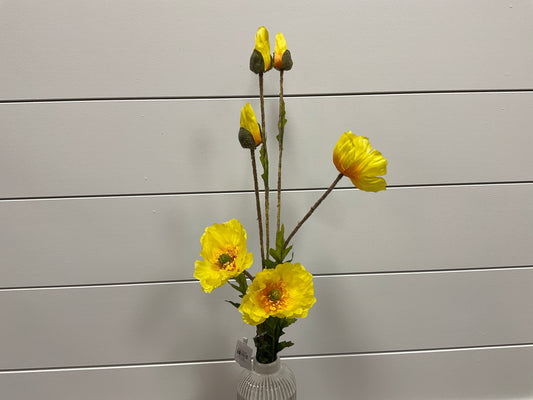 Poppy Plant x3 w/ 3 Buds