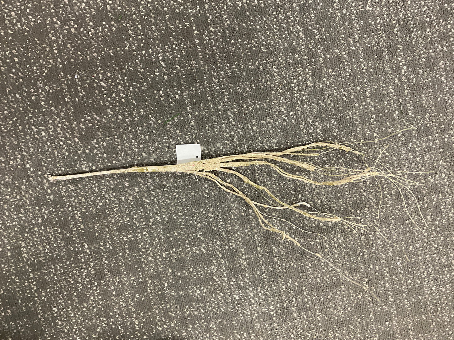 24" Sparkle White Twig