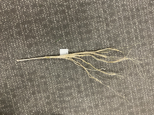24" Sparkle White Twig