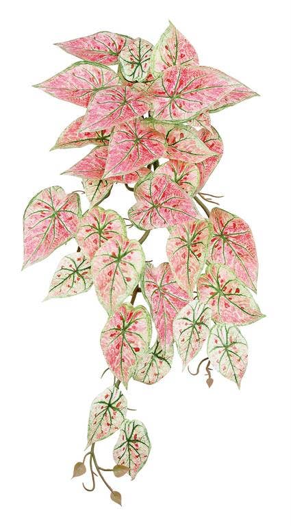 Caladium Hanging Bush, 21", Pink