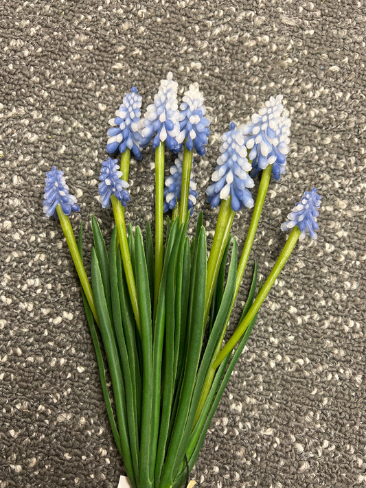 BM Compact Grape Hyacinth