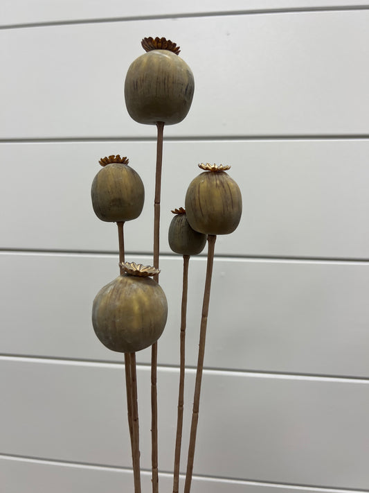 30" Poppy Seed Spray x5 BE