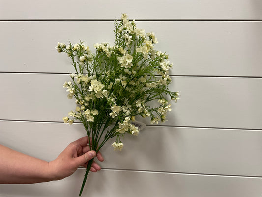 19" Waxflower Bush x12 CR