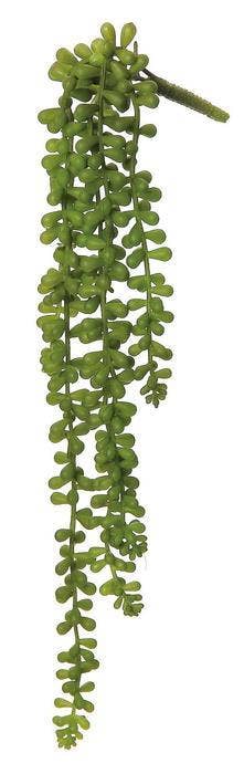 Baby Tears Vine, 20" Green