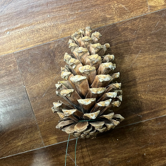 Jeffrey Pine Cones Natural