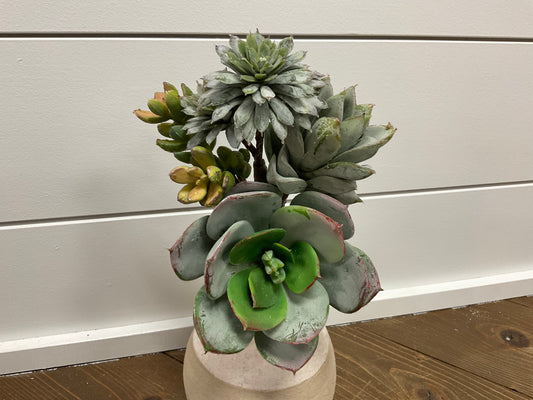 Echeveria Bundle x4 12"