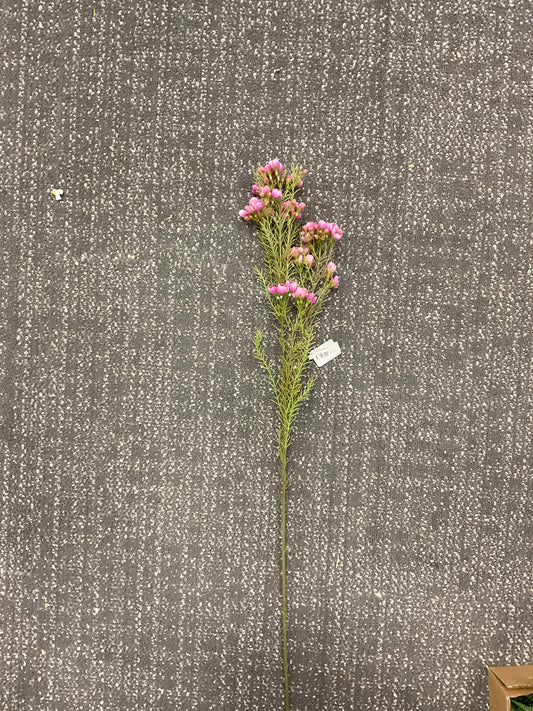 Lavendar Waxflower