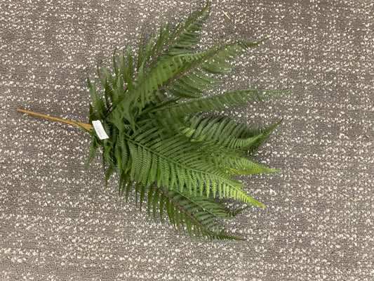 Fern Bush