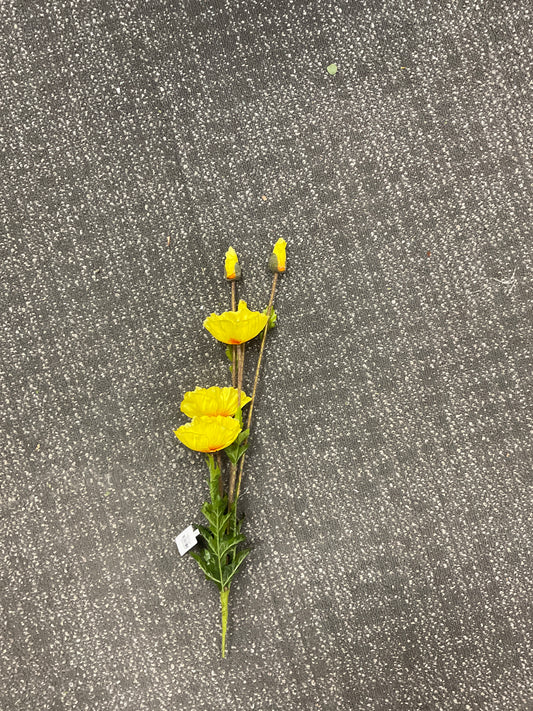 Poppy Plant x3 w/ 3 Buds