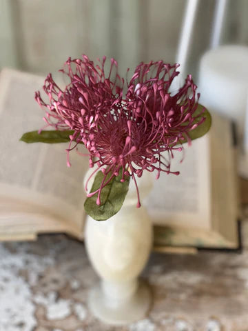 Pincushion Proteas