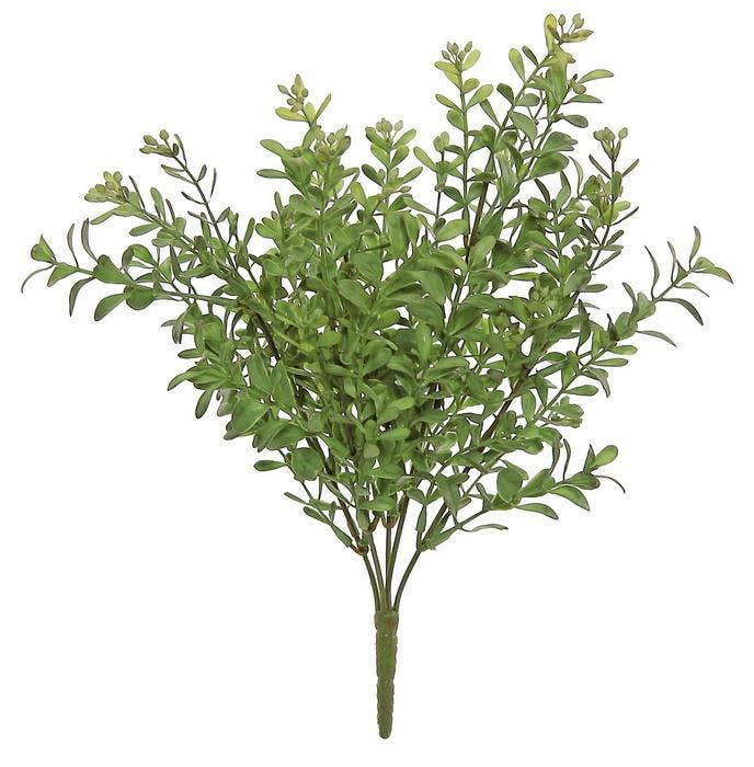 Boxwood Bush, #FL2005/S-MSG