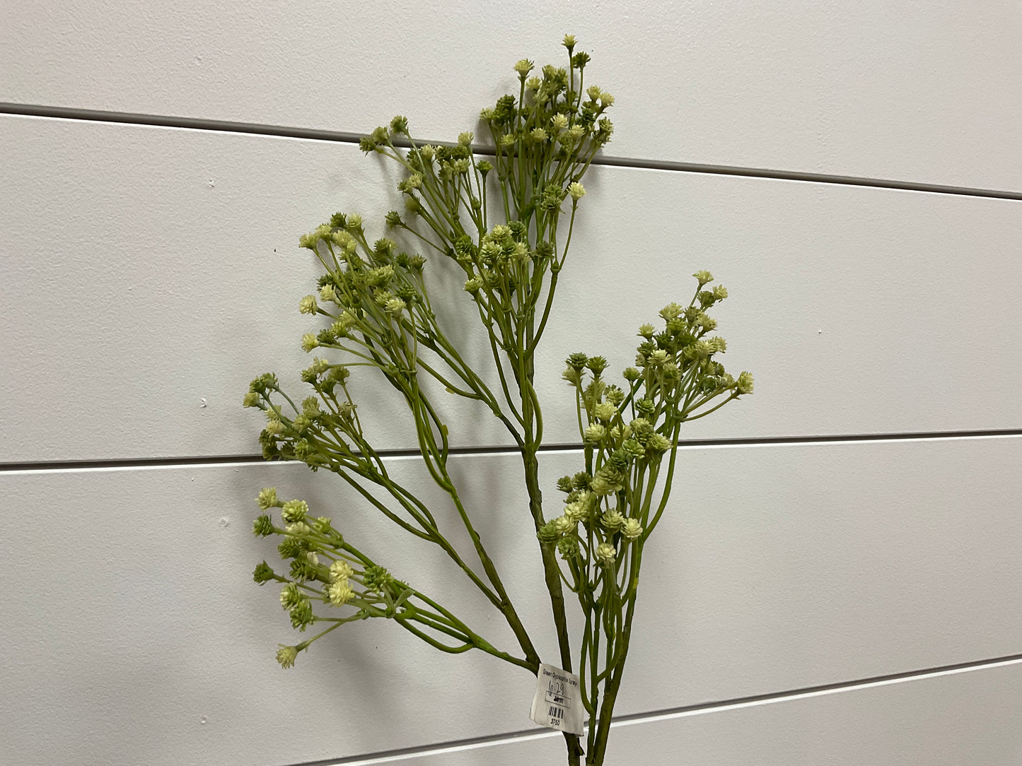 Green Gypsophila Spray