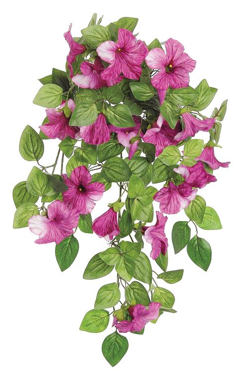 Petunia Bush/Vine