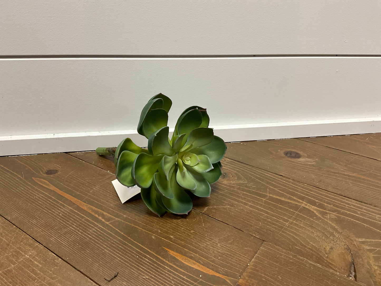 Cup Leaf Succulent