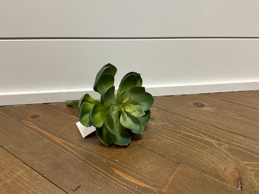 Cup Leaf Succulent