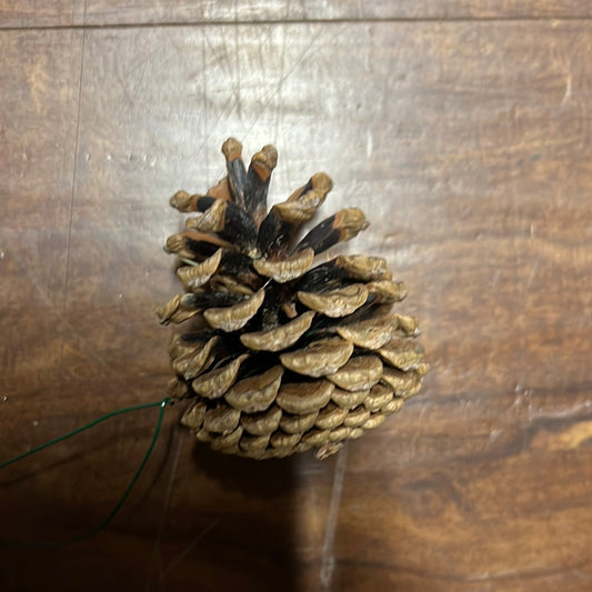 Austrica Pine Cones Natural