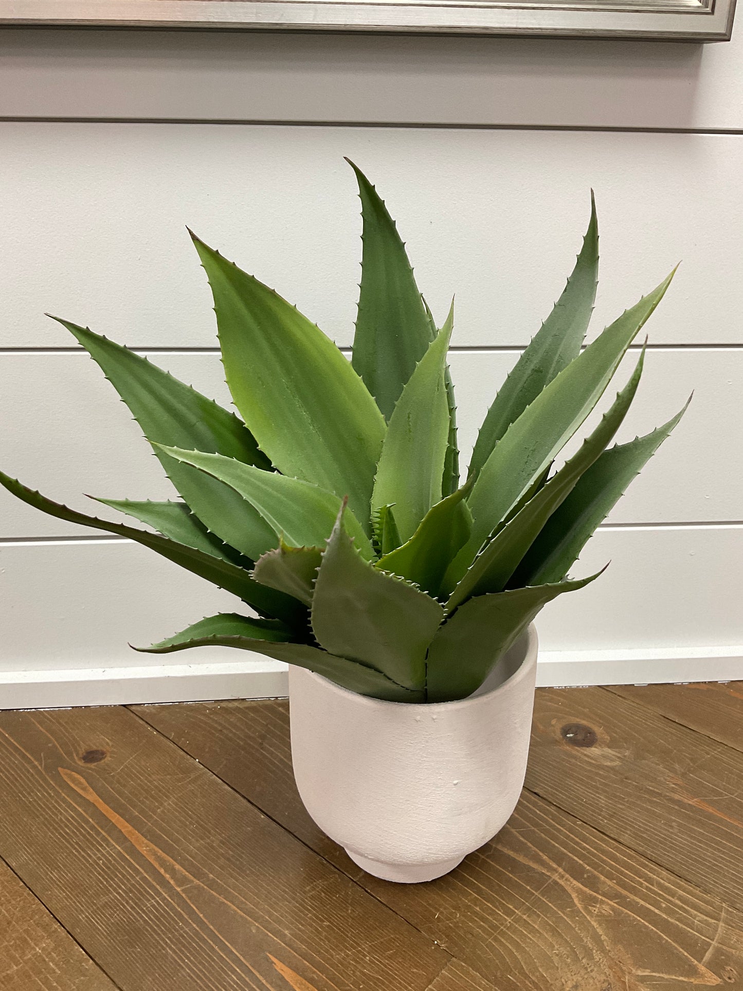 Aloe Plant W/O Pot