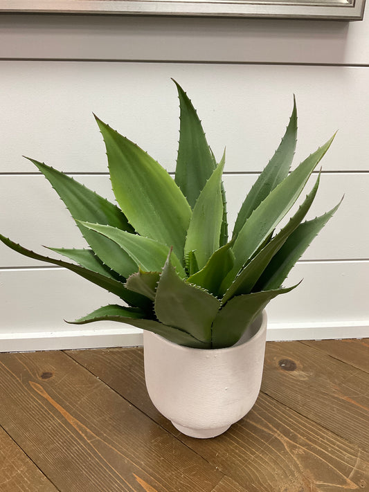 Aloe Plant W/O Pot