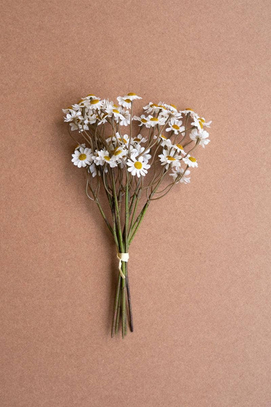 CHAMOMILE BUNDLE (6 STEMS) - WHITE