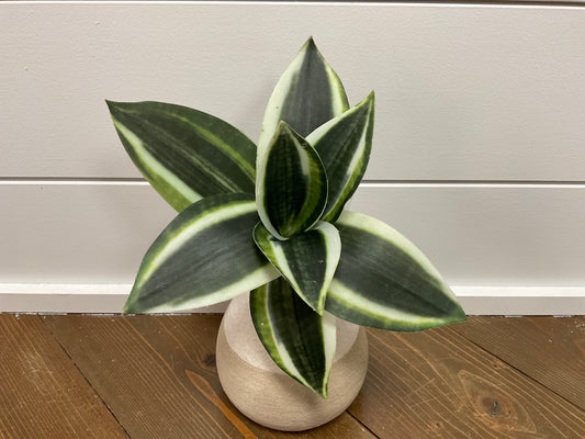 8" Mini Bromeliad Plant VG