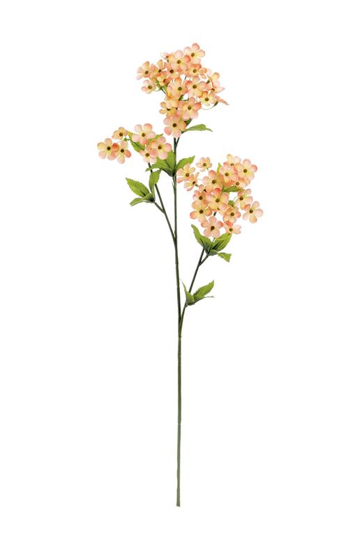Pink Kalanchoe