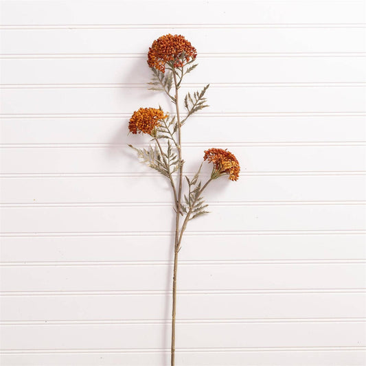 Pick - Ozothamnus Tan