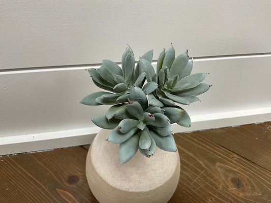 10" Sedum Bouquet Pick x3  Gray Green4rtg