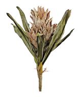 Dried Protea Bundle, 19" Taupe