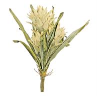 White Dried Protea Bundle, 19"