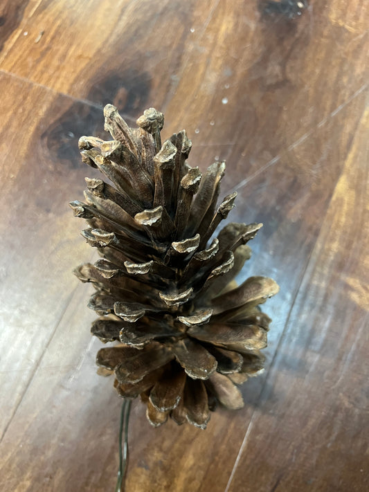 Longleaf Pine Cones, Natural Wired