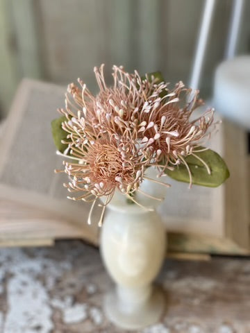 Pincushion Proteas