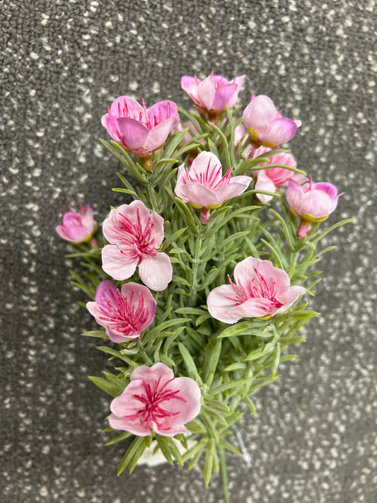 Prairie Blossom Bush 11"