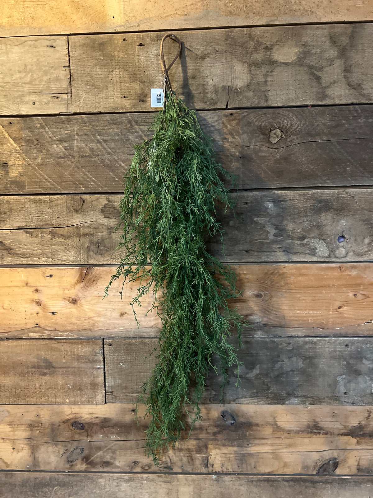 41" Teardrop Wispy Sage Cypress